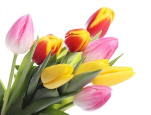 Tulipa, uma das 10 flores para um casamento super romântico