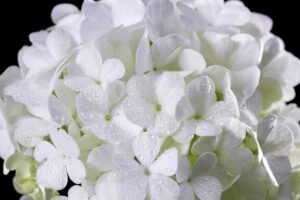 Hortênsia, uma das 10 flores para um casamento super romântico