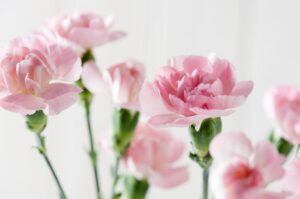 Peônia, uma das 10 flores para um casamento super romântico