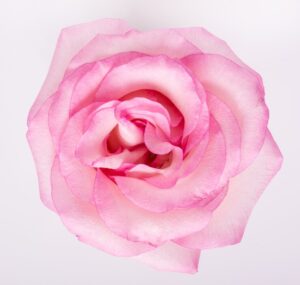 Rosa, uma das 10 flores para um casamento super romântico
